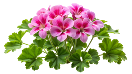 Geranium flower or Pelargonium Graveolens plant isolated on on white transparent background, cut out png element. Pink Geranium flower isolated