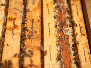 Wooden frames with honey comb inside bee hive. Agriculture and farming industry. Popular hobby and...