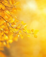 Obraz premium Vibrant Autumn Foliage: Colorful Maple Leaves in Golden October Sunlight