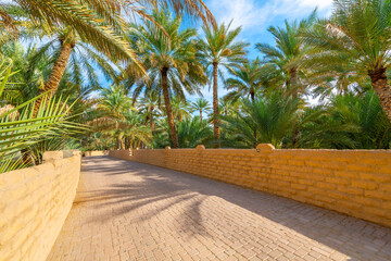 Walking paths surrounded by a canopy of date palm trees on the grounds of the historic Al Ain Oasis, an Unesco Cultural site in Al Ain, Abu Dhabi, United Arab Emirates. 