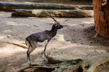 The blackbuck or the Indian antelope