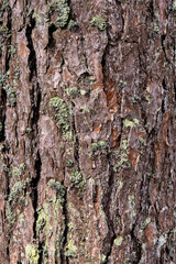 Closeup of pine tree bark in  wild forest in Finland. Detailed Texture of conifer wood. Pinus bark natural pattern background. Southern Finland, Kymenlaakso, Europe. 
