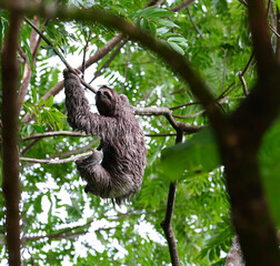 Fototapeta premium Sloth framed by trees