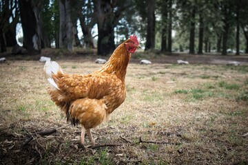 Happy Hen Enjoying the Outdoors on a Sunny Day