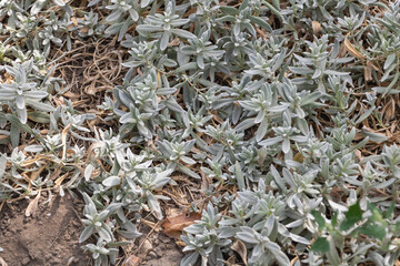 Diffusion of silver leaves and gray foliage on the ground, showy plants in a dry garden
