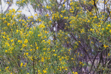 yellow spring blossoms in australian bushland