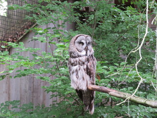 A great gray owl perched on a branch amid lush green foliage in a forested area during the daytime