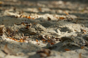 Autumn leaves scattered on sandy ground in a quiet forest setting during the golden hour, showcasing nature's transitional beauty