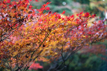 Colorful Autumn Maple Leaves in Soft Focus