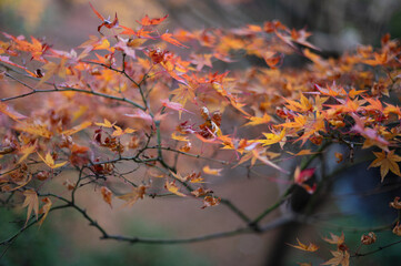 Delicate Autumn Maple Branch with Fading Leaves