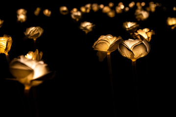 dark field of illuminated white paper roses