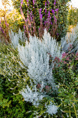 Obraz premium In a vibrant garden, there exists a bush that is adorned with an array of beautiful white flowers alongside some striking purple flowers, creating a lovely display of nature