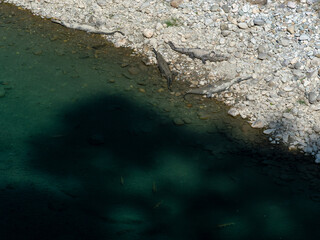 Adult Gharial and mugger crocodiles basking on the banks of Ramganga River while golden mahaseer fishes swim in the clean turquoise waters at Jim Corbett National Park, Uttarakhand, India