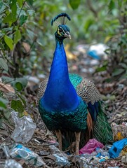 Obraz premium A Peacock Standing Amidst Trash and Rubbish
