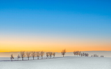 winter landscape with tree alley  in sunset