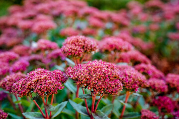 A stunning and beautiful bunch of vibrant pink flowers is flourishing in a meticulously and...