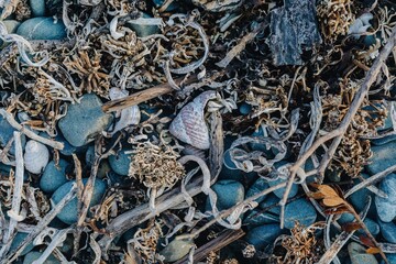 dried seaweed and diftwood and rocks on the beach in Tawharanui, Warkworth, Auckland, New Zealand.
