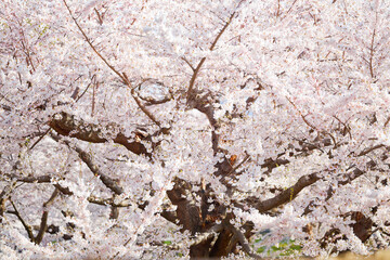 五稜郭公園の桜