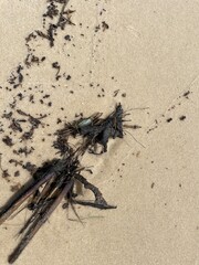 crab on the beach