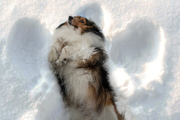 Dog Making Snow Angel
