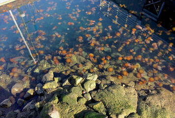 Jellyfish Swarm Invading the Shallow Waters Around the Marina Piers at Monterey Bay , California, USA. Pacific Ocean Marine Wildlife.