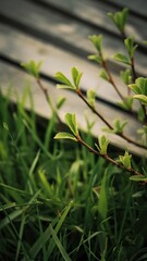 Obraz premium Green leaves on twigs, sward and wooden planks background