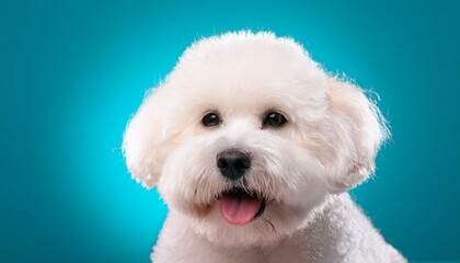 Bichon Frisé dog on colored background