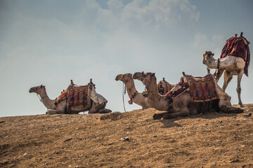 Shots of camels and birds wandering around at the area of the Great Pyramids. 
Camels eating or...