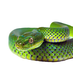 Fototapeta premium beautiful green snake close up, symbol of the new year 2025 according to the Chinese calendar, isolated on transparent background.
