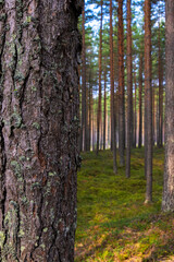 Obraz premium A peaceful pine forest with tall, straight tree trunks, perfect for nature lovers and forest photography. Pinus woodland. Southern Finland, Kymenlaakso, Hamina. Selective focus