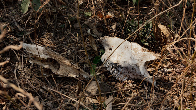 Cr&aacute;neo y restos &oacute;seos de animal abandonados entre la maleza seca en un paisaje boscoso