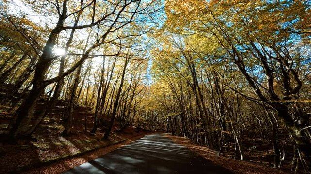 Tree Lined Road In Autumn In Sila Mountains In Calabria