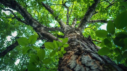 Fototapeta premium Tree diseases in contemporary natural settings