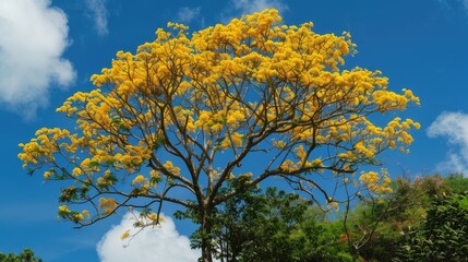 Tropical tree with yellow blooms