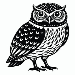 burrowing owl white background
