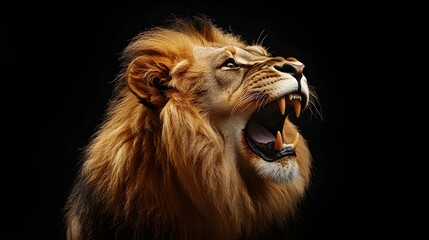 Fototapeta premium Profile View of Roaring Male Lion in Controlled Studio Setting