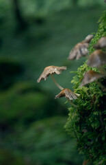 Hongos en crecimiento sobre musgo en un bosque verde