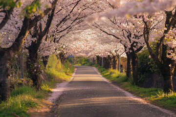 Obraz premium Cherry blossom trees lining a peaceful pathway, road between blossom trees.