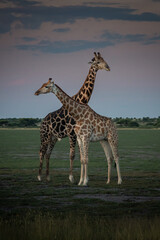 2 Giraffes, necks crossing, in Central Kalahari Game Reserve