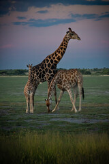 Family of Giraffe in Central Kalahari Game Reserve