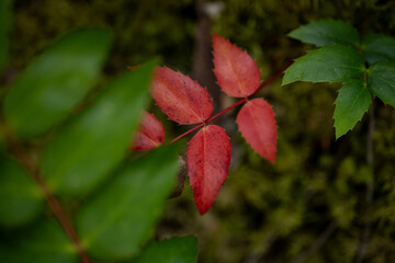 Red Leaves Pop On The Forest Floor In North Cascades