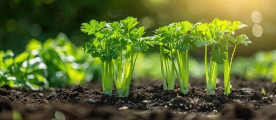 Closeup view of lush green plant leaves and shoots sprouting up from rich dark soil in natural outdoor setting concept of growth renewal and sustainable gardening