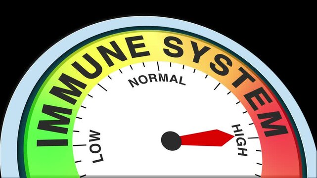 Immune System Level Text or Word Low and Medium to High Meter Concept Animation on Black Background and Blue Screen