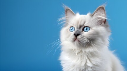 cat on blue background.