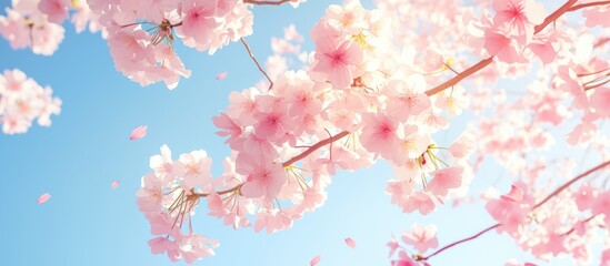 Fototapeta premium Selective focus on vibrant pink cherry blossom branches under a clear blue sky showcasing beautiful sakura flowers in a natural setting Floral texture and springtime nature background