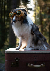 A dog wearing goggles sitting on a travel suitcase