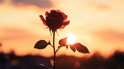 A single rose silhouetted against a sunset, with soft orange and pink hues blending in the sky