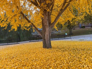 Ginko tree in the winter