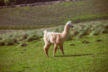 Llama baby walking in the field © Nadiadspringer