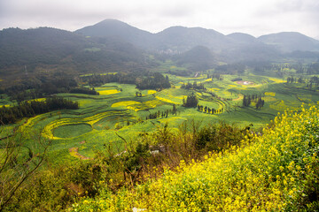The county of Luoping in eastern Yunnan is noted for its beautiful scenery in spring.